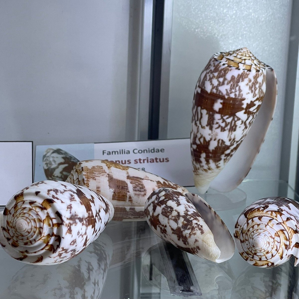 Caracoles de la colección de Benjamín Sisterna en el Museo del Mar